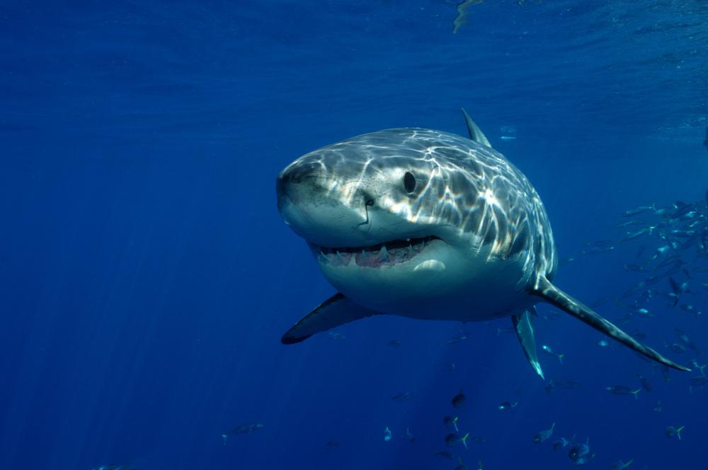 10 Most Dangerous Sharks in the World