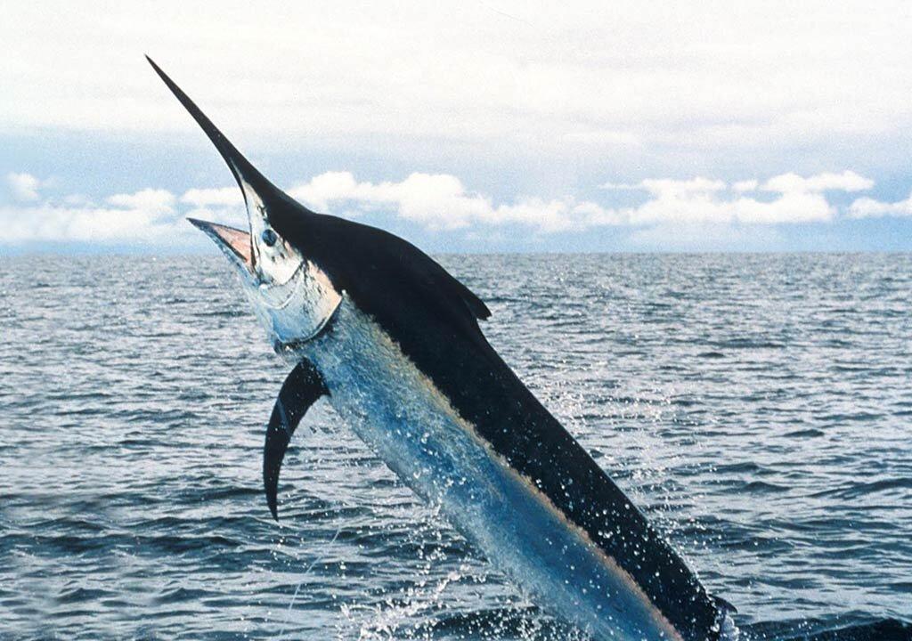 757-Pound Swordfish Caught in Florida, Breaks Record