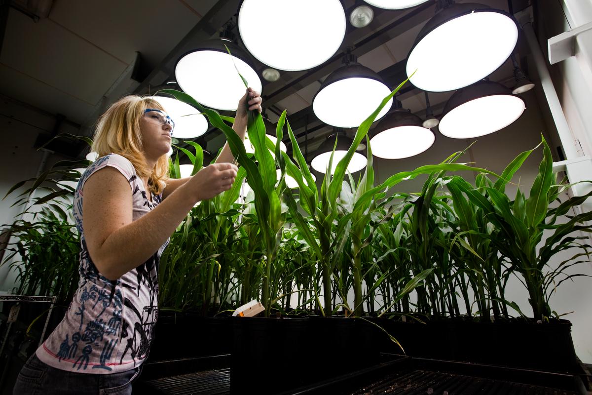 Germplasm Resources Are a ‘Chip’ in China’s Strategy to Surpass the West