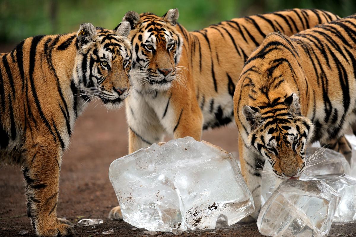 Photos Show Siberian Tiger Attacking Russian Zookeeper