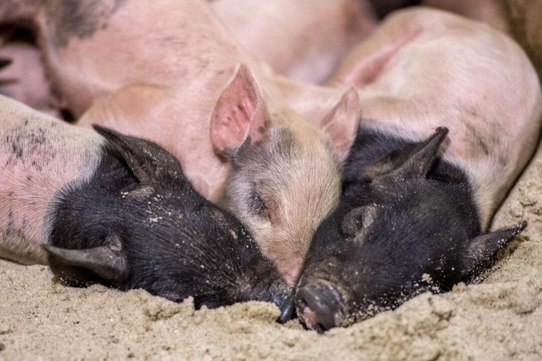 Why California’s Animal Welfare Law Is Unconstitutional