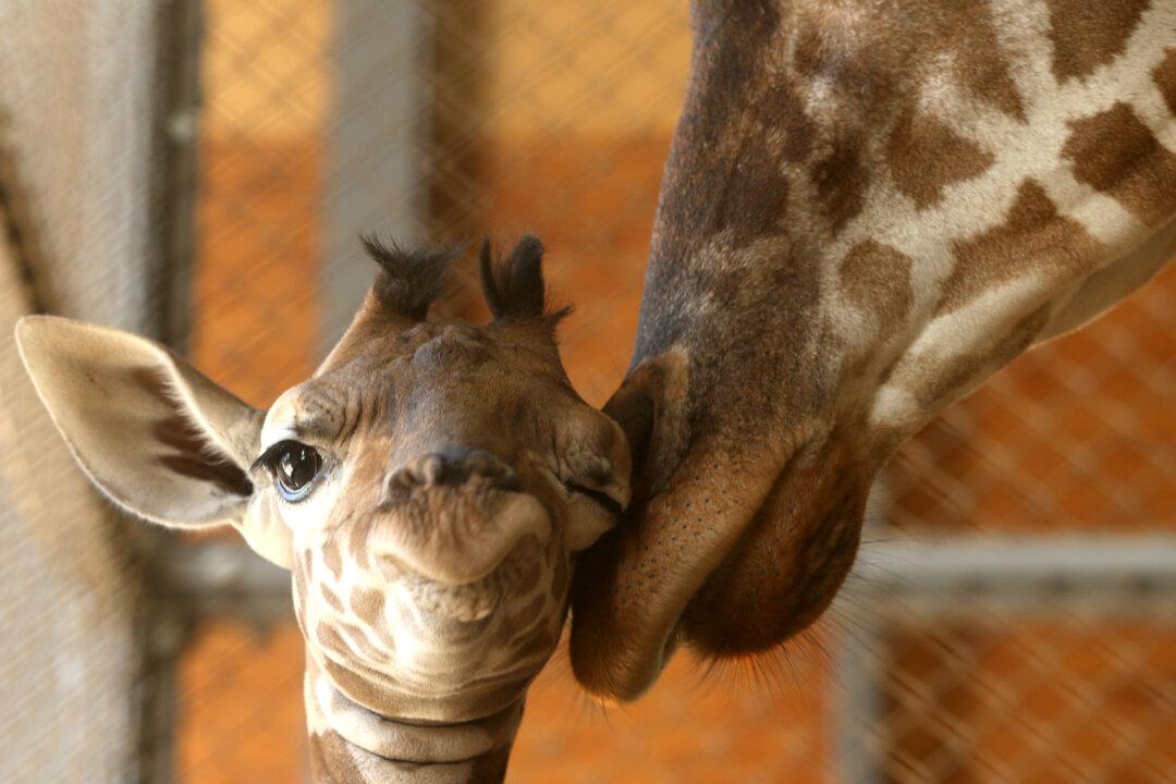 Can Zoos Save the World?