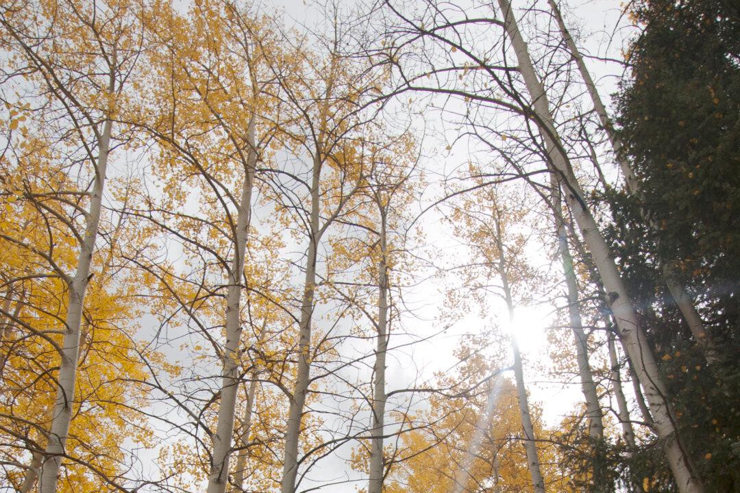 World’s Oldest and Heaviest Tree