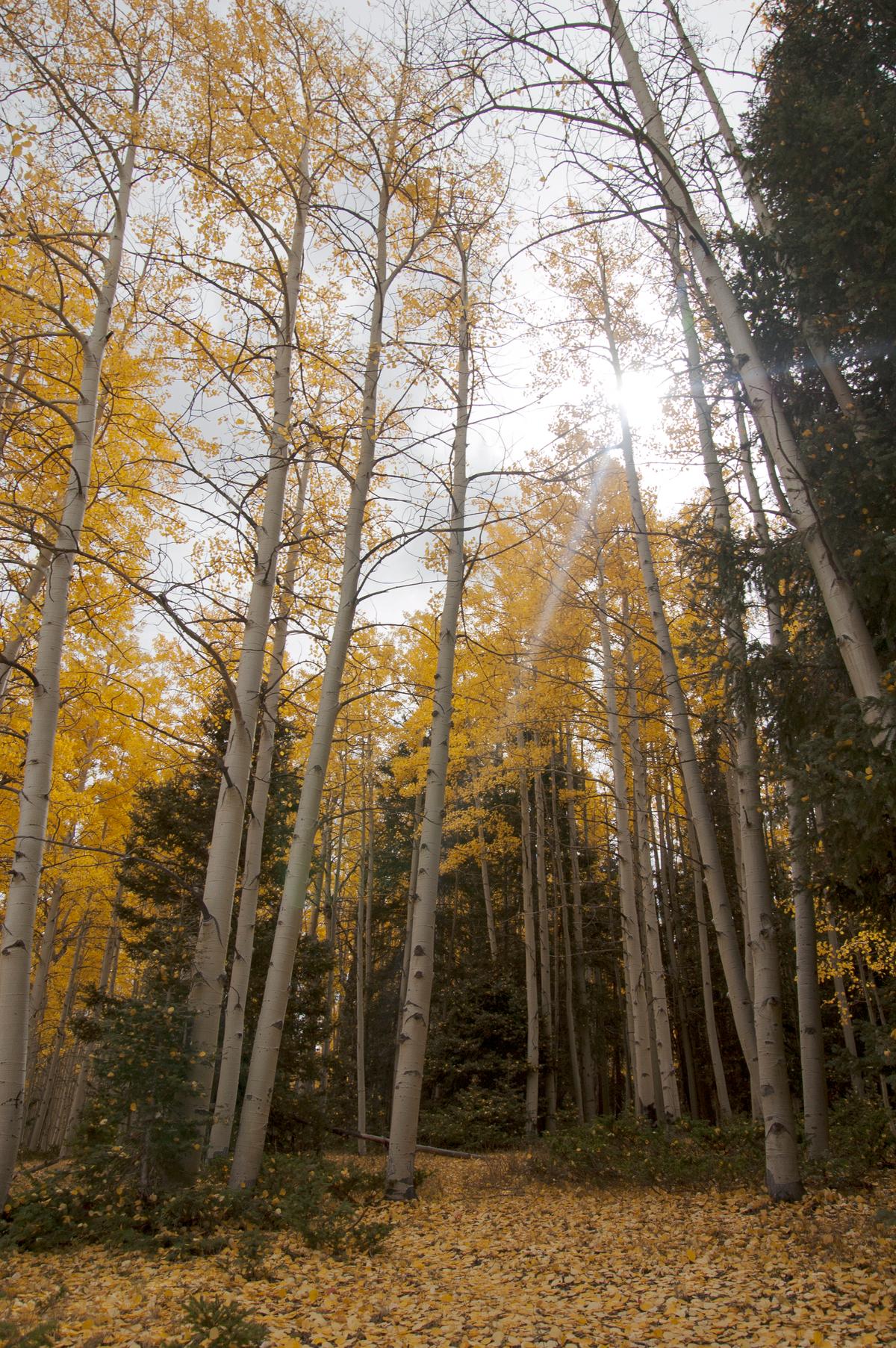 World’s Oldest and Heaviest Tree