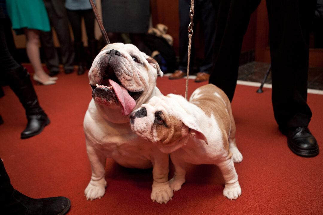 5 Tips to Reduce Your Pets’ Carbon Paw Print