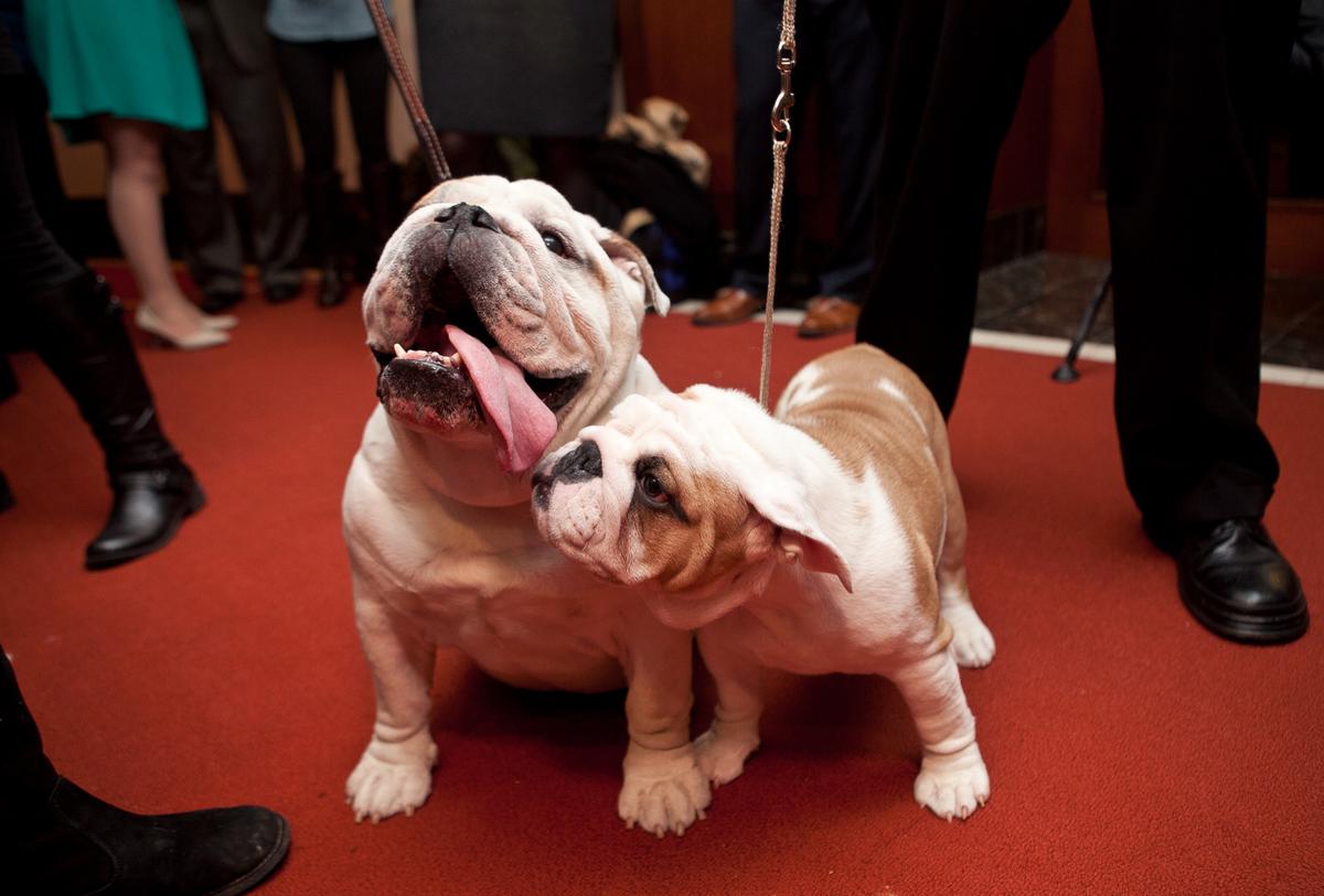 5 Tips to Reduce Your Pets’ Carbon Paw Print