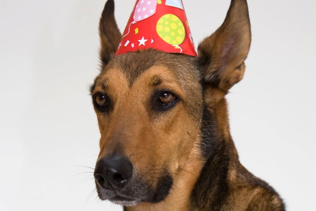 Unlock the Key to Your Dog’s Heart with Treats