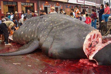 Tipping Points and Shark Fin Soup