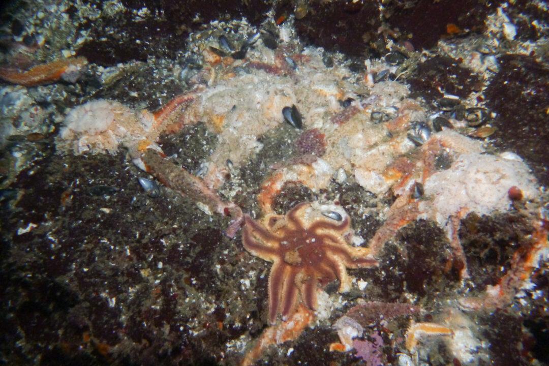 Sea Star Die Off: Has Population Explosion Led to ‘Massive Die-Off’ of Starfish?