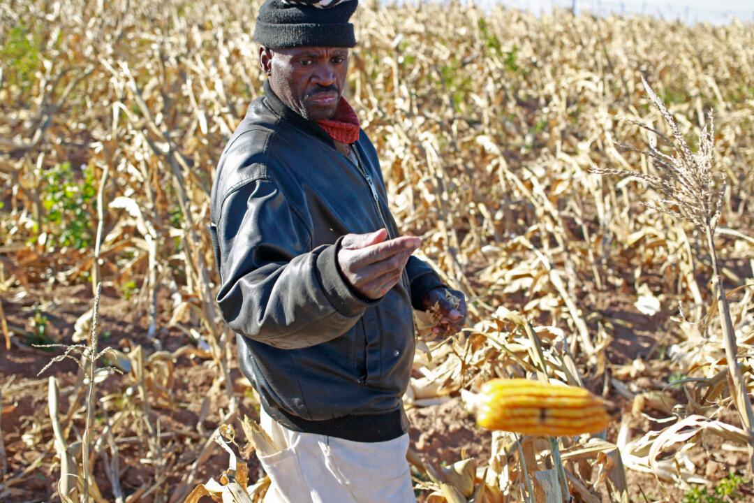 GMOs in South Africa: Facts at a Glance