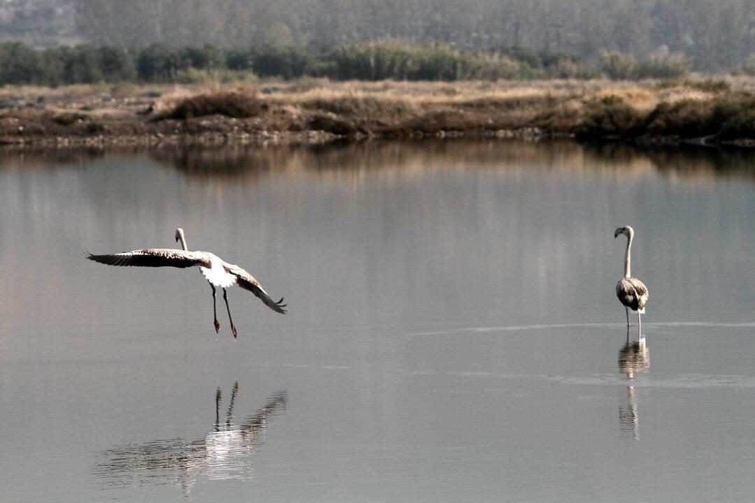 Florida Man Fatally Injures ‘Pinky’ the Dancing Flamingo