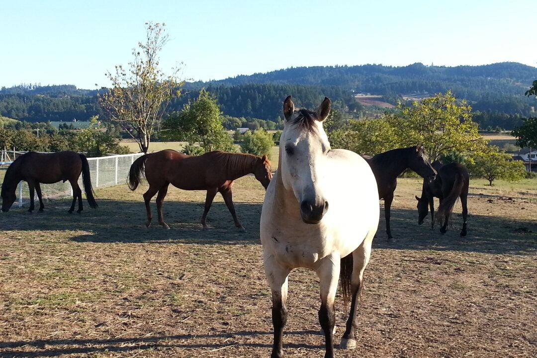 An Everyday Hero: The Horse Rescuer