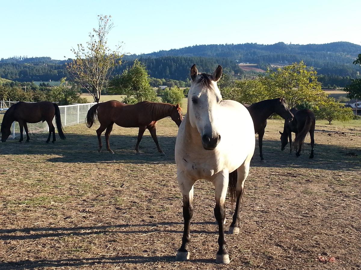 An Everyday Hero: The Horse Rescuer