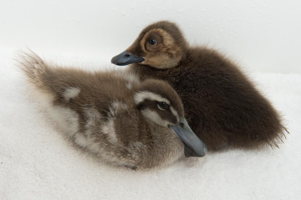 Year of the Duck: 40 Cute Ducklings From 8 Rare Species Hatched in Central Park Zoo