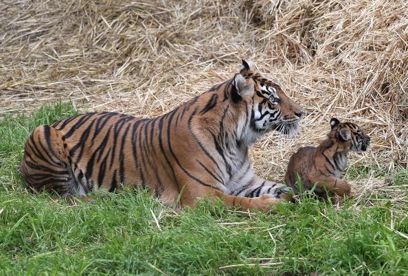 San Francisco Zoo Described as ‘Unsafe’ in City Report