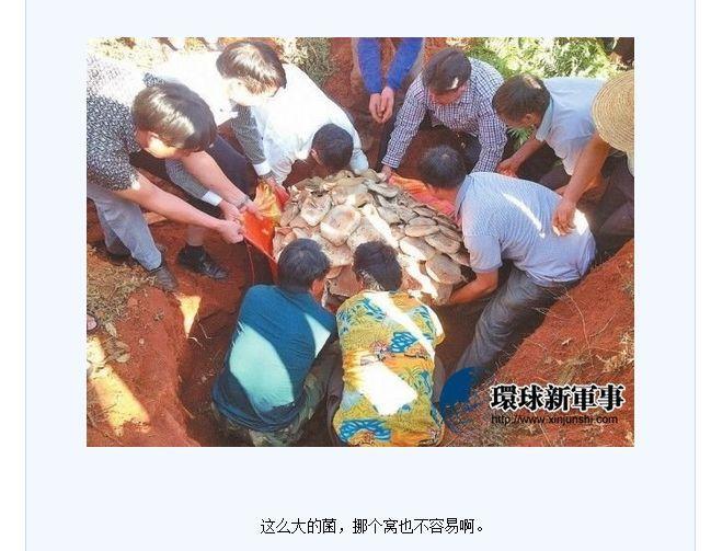 World’s Largest Edible Mushroom Found in China