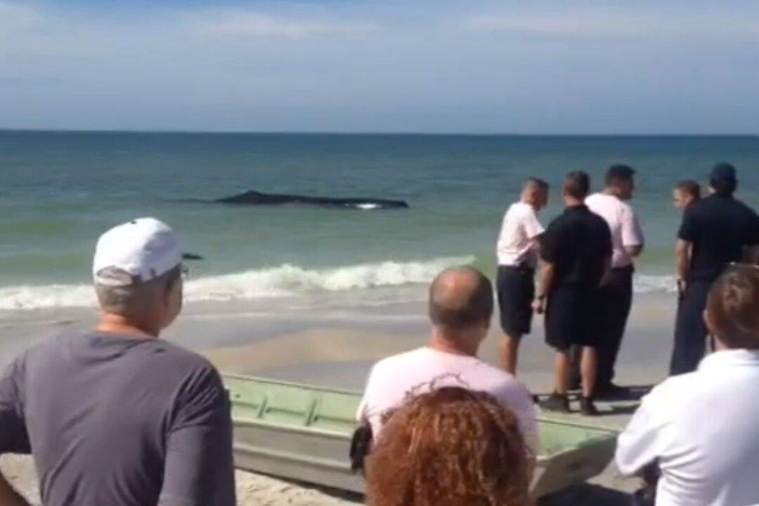 Florida: Beached Sperm Whale Near Madeira Beach