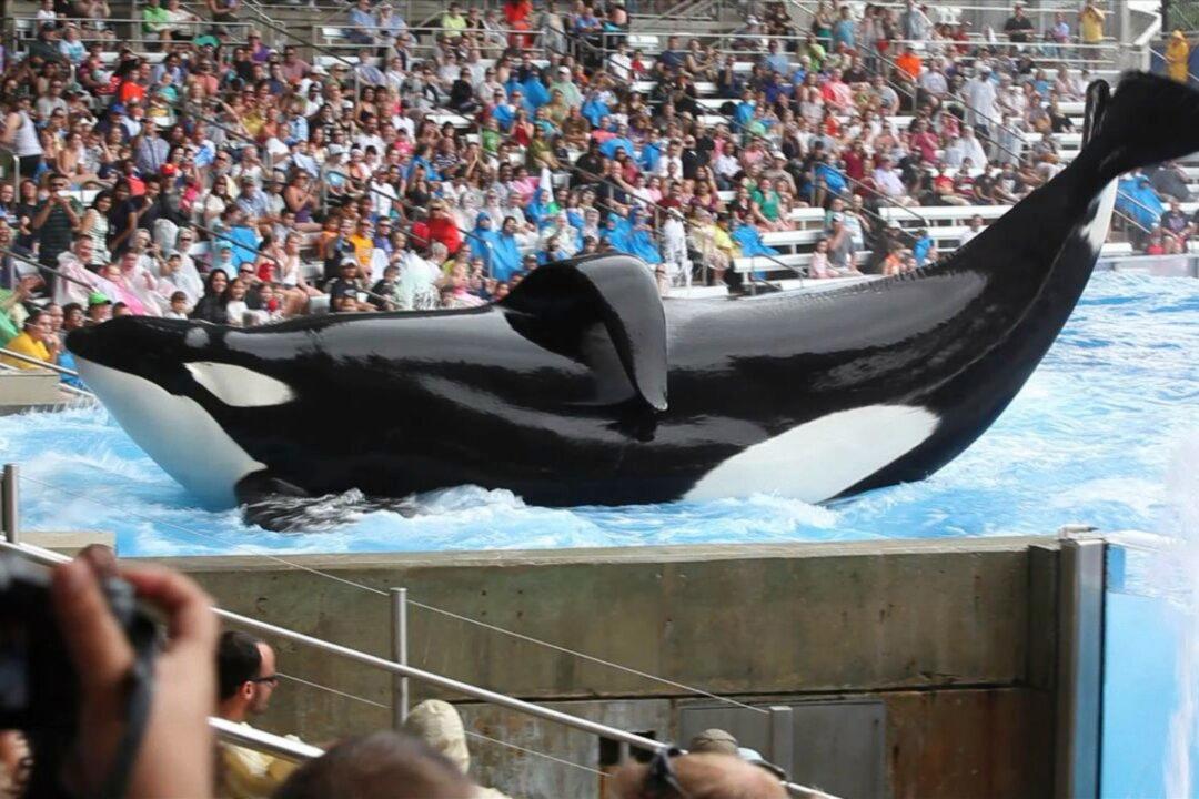 Blackfish Documentary Release Date US: Orca Movie Showing in Theaters Soon