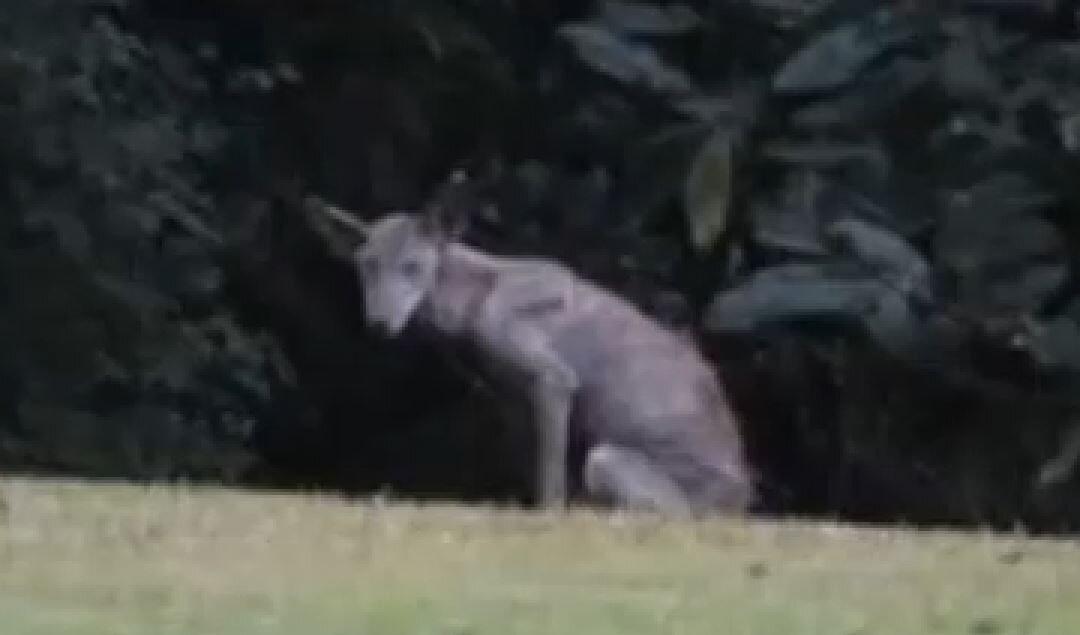 El Chupacabra Found in Picayune, Mississippi?