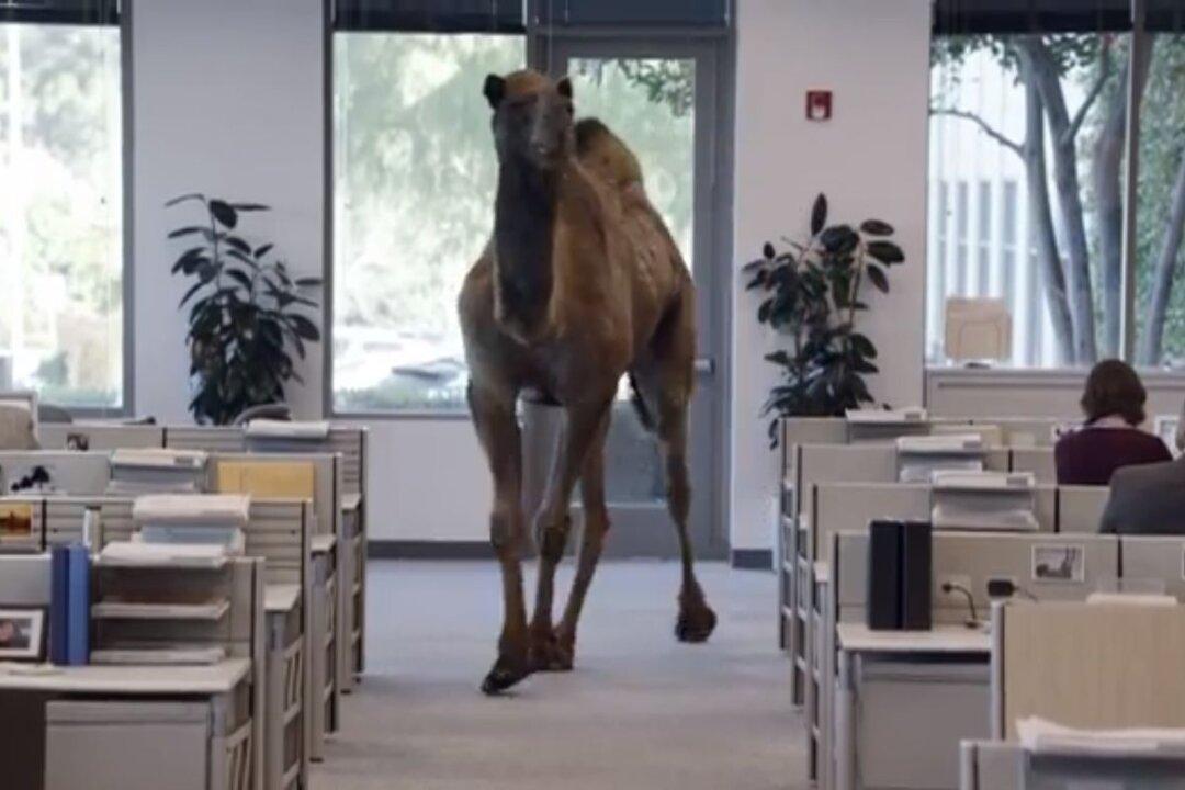Connecticut School: ‘Hump Day’ References are Disruptive (+Video)