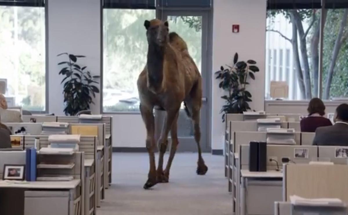 Connecticut School: ‘Hump Day’ References are Disruptive (+Video)