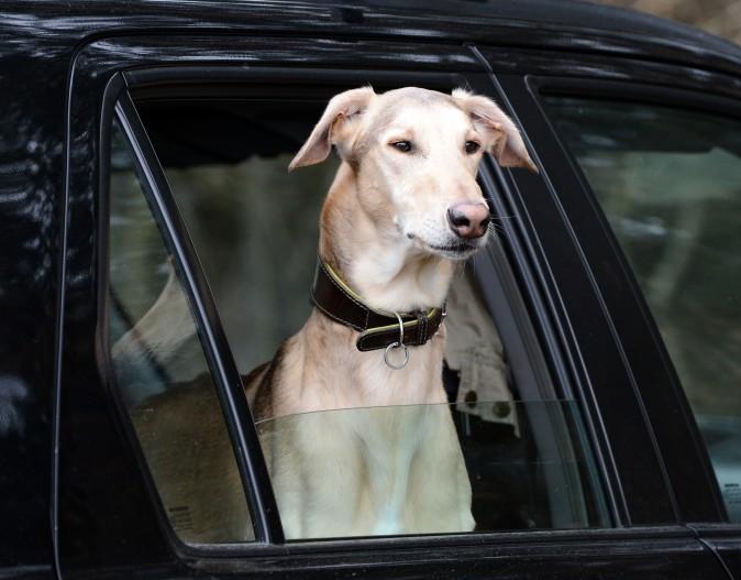 No More Dogs in Parked Cars, Say Michigan Lawmakers