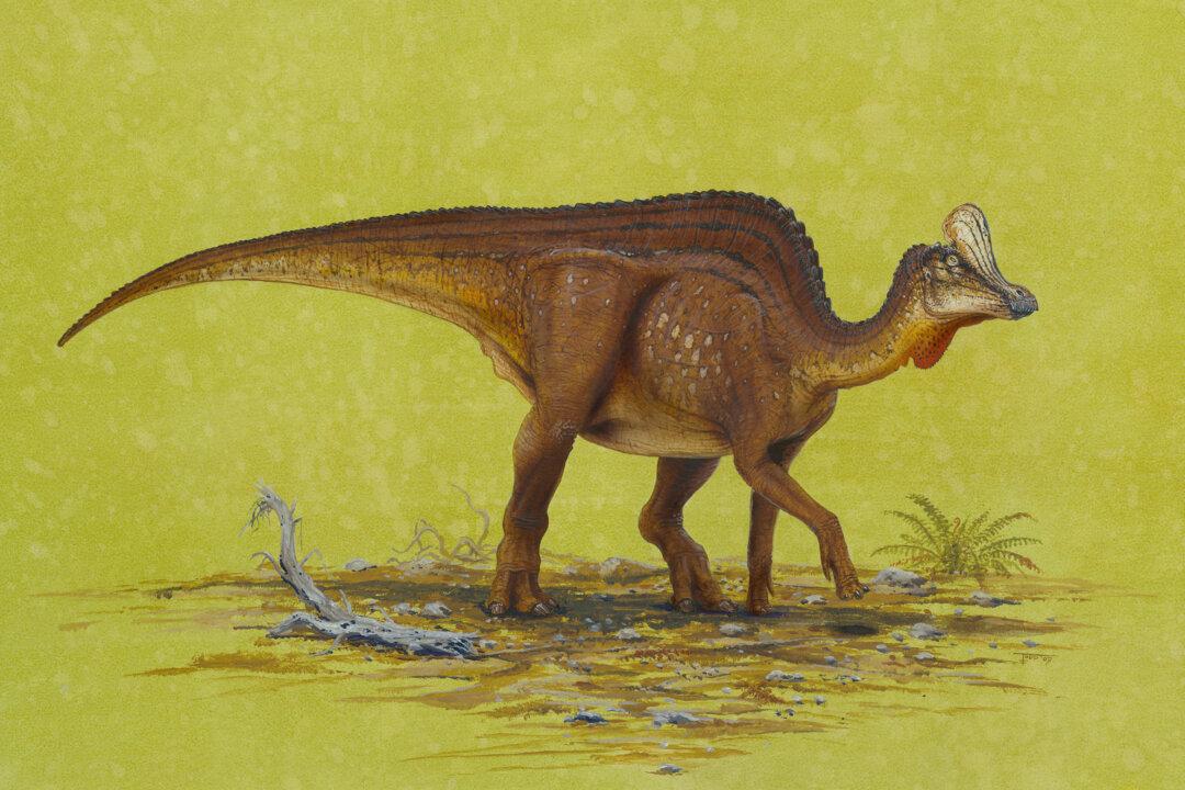 100-foot Dinosaur Fossil Found Near Spirit River in Alberta (+Photo)