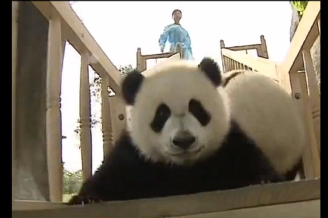 Super Cute Pandas Playing on Slide (+Video)