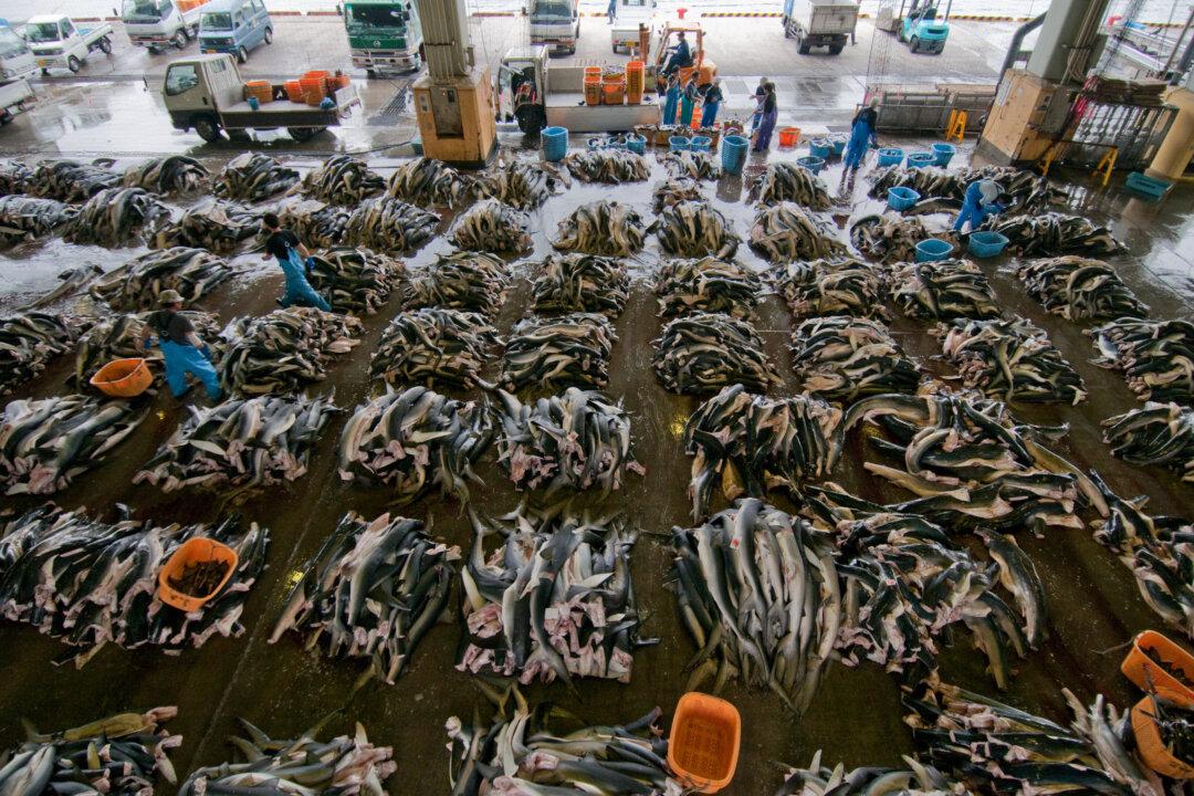 Sharks, Whales, Ivory, and Drugs