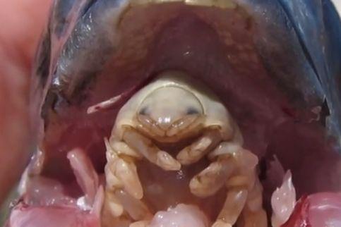5 Really Creepy Parasites