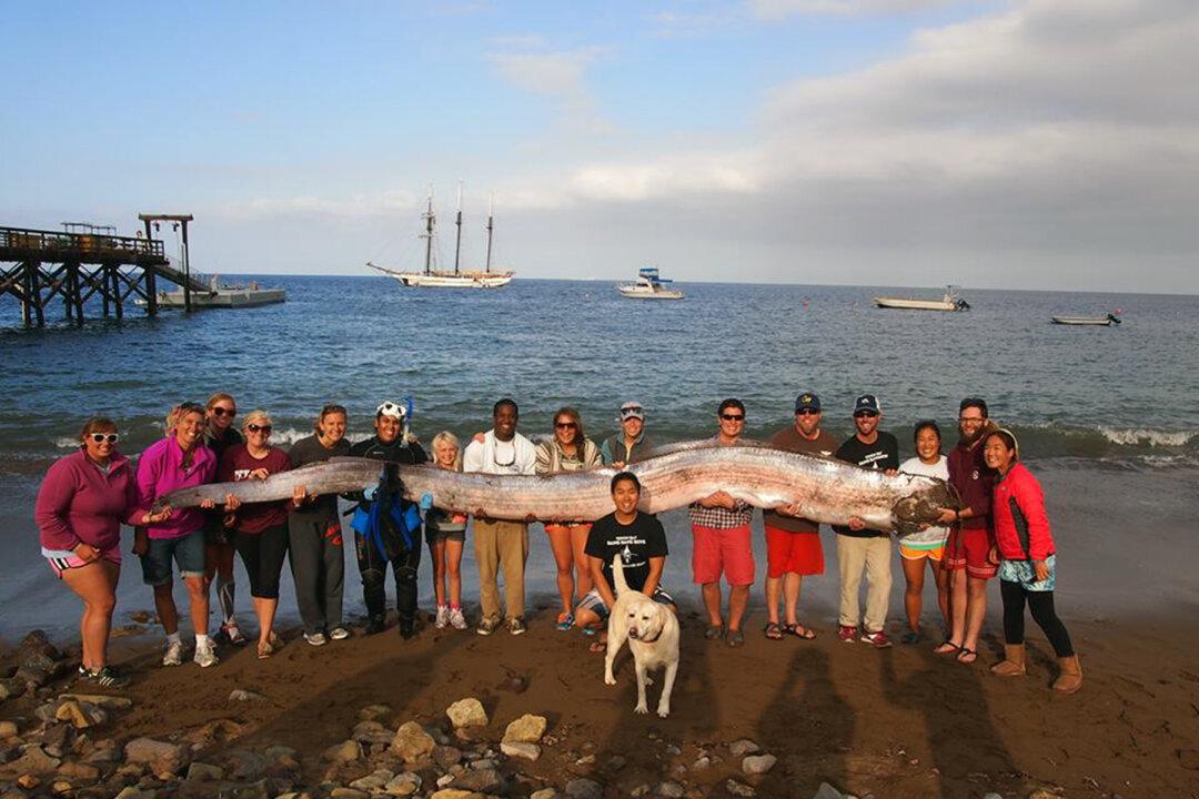 Could Beached Oarfish Be Omen of Coming California Earthquake?