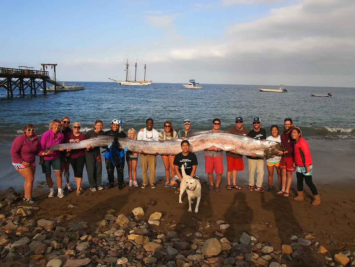 Could Beached Oarfish Be Omen of Coming California Earthquake?