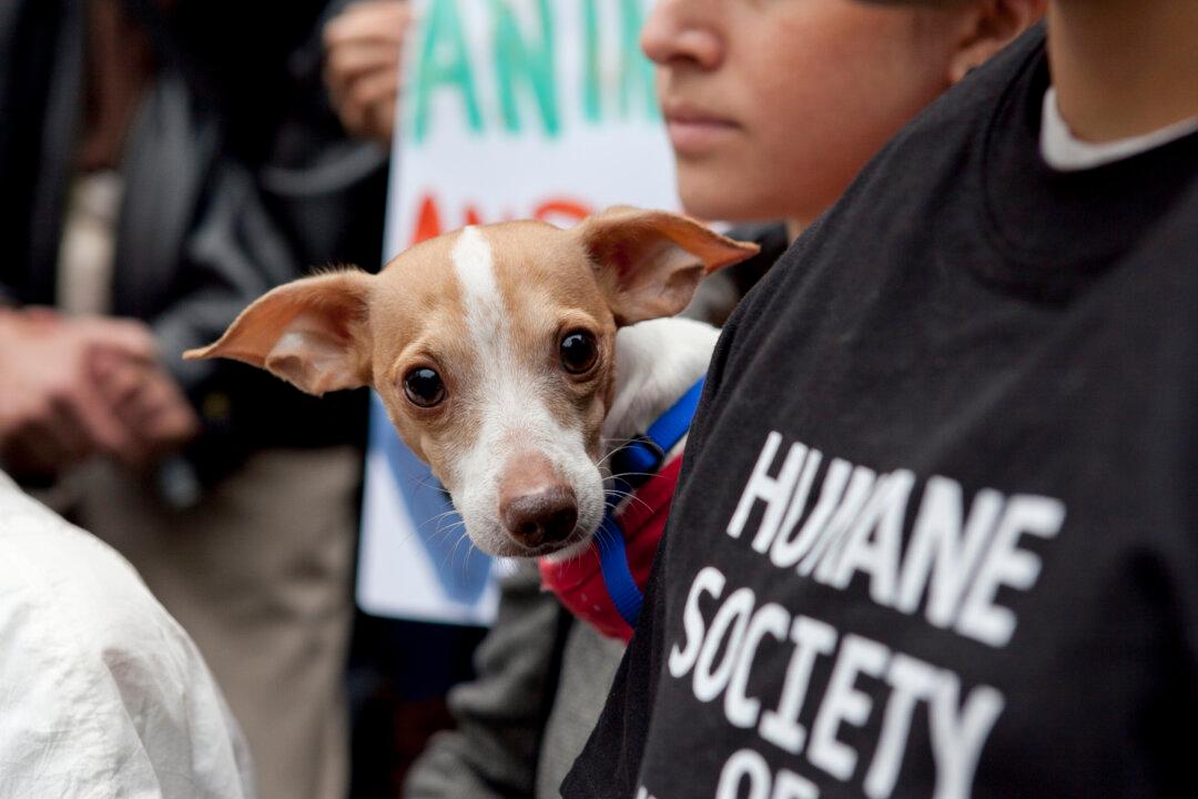 Animal Rights Activists Urge NY Gov. Cuomo to Sign Puppy Mill Bill