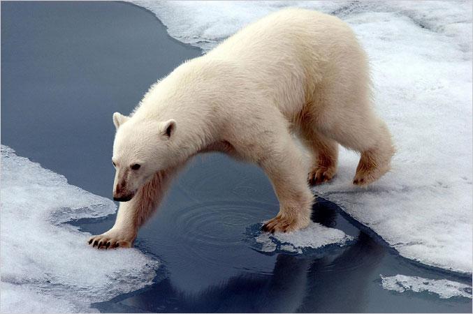 Climate Change, Me and Polar Bears; A Final Entry