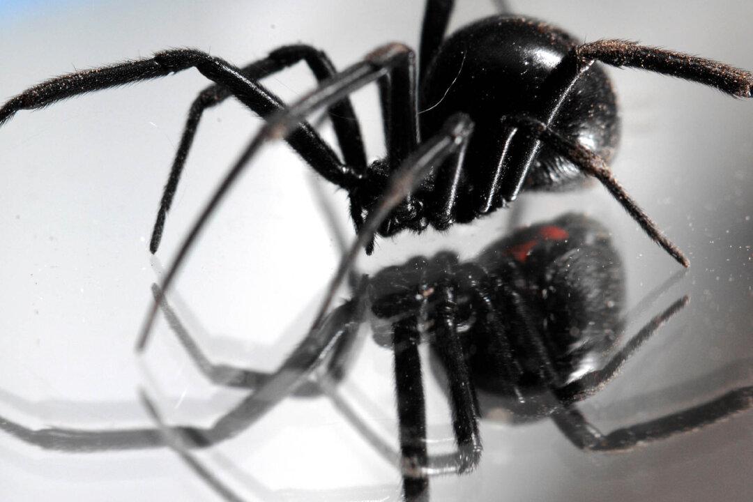Black Widows Grapes: Venomous Spiders Found in 5 States