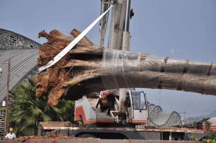 Chinese Police Replant 26-Ton Stolen Walnut Tree
