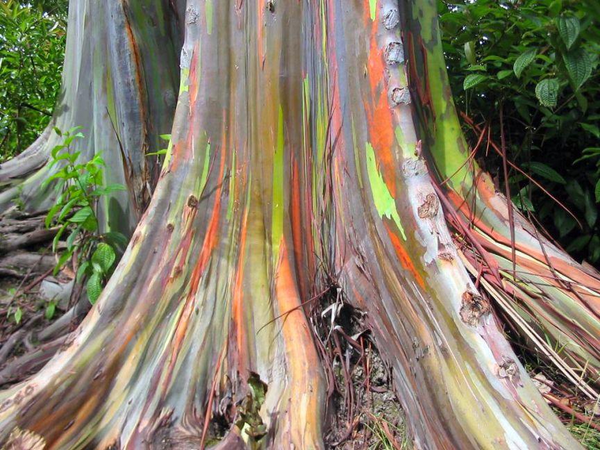 3 Strange Types of Eucalyptus Tree: Rainbow, ‘Widow Maker,’ Scribbly
