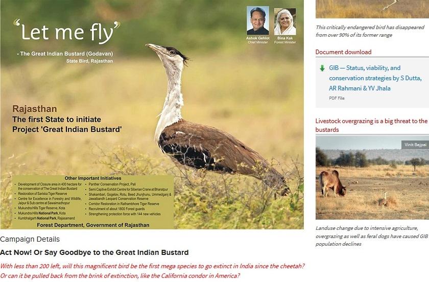 IUCN Lists Great Indian Bustard as Critically Endangered