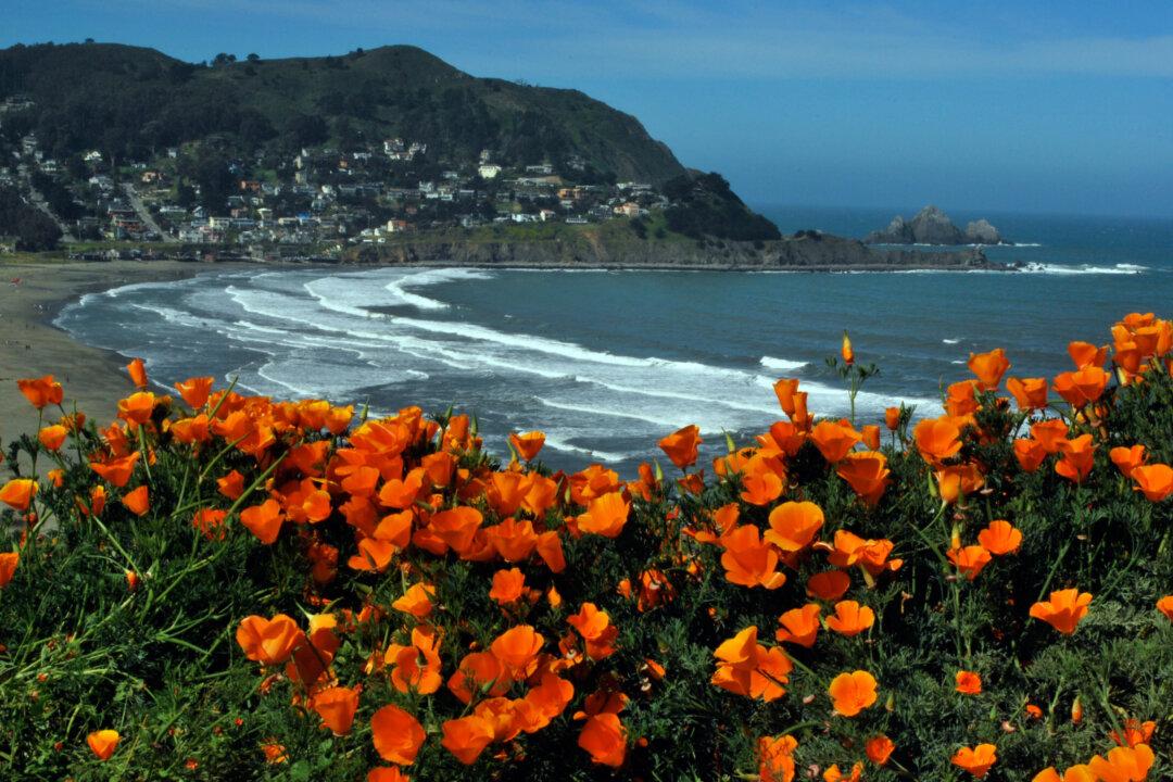 Lost Hiker Survives for 10 Days Eating Berries in Santa Cruz Mountains