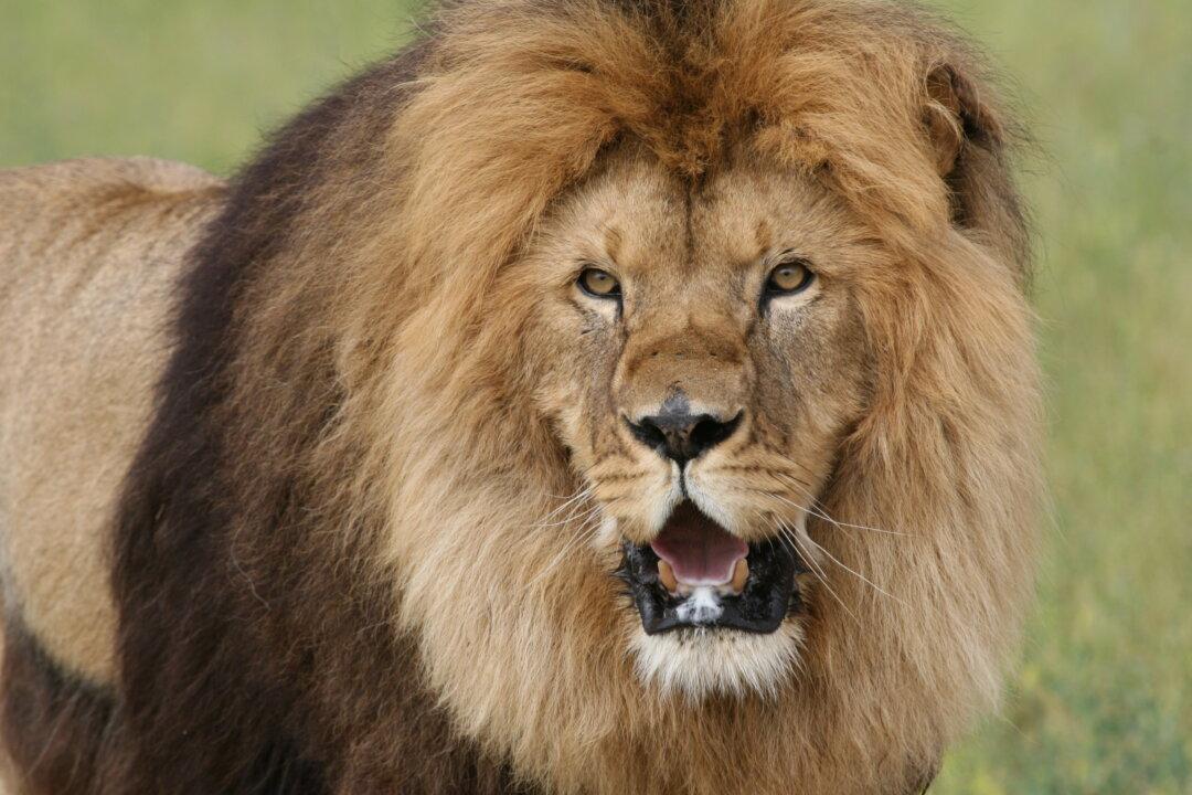 ‘Lion Ark’ Documents a Daring Animal Rescue Mission