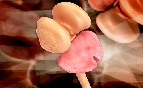 You Have an Eye Inside Your Head: What’s it For?