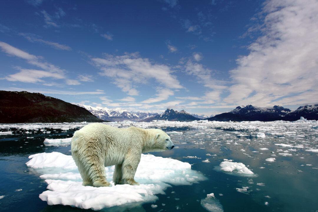 Global Warming, Me and Polar Bears