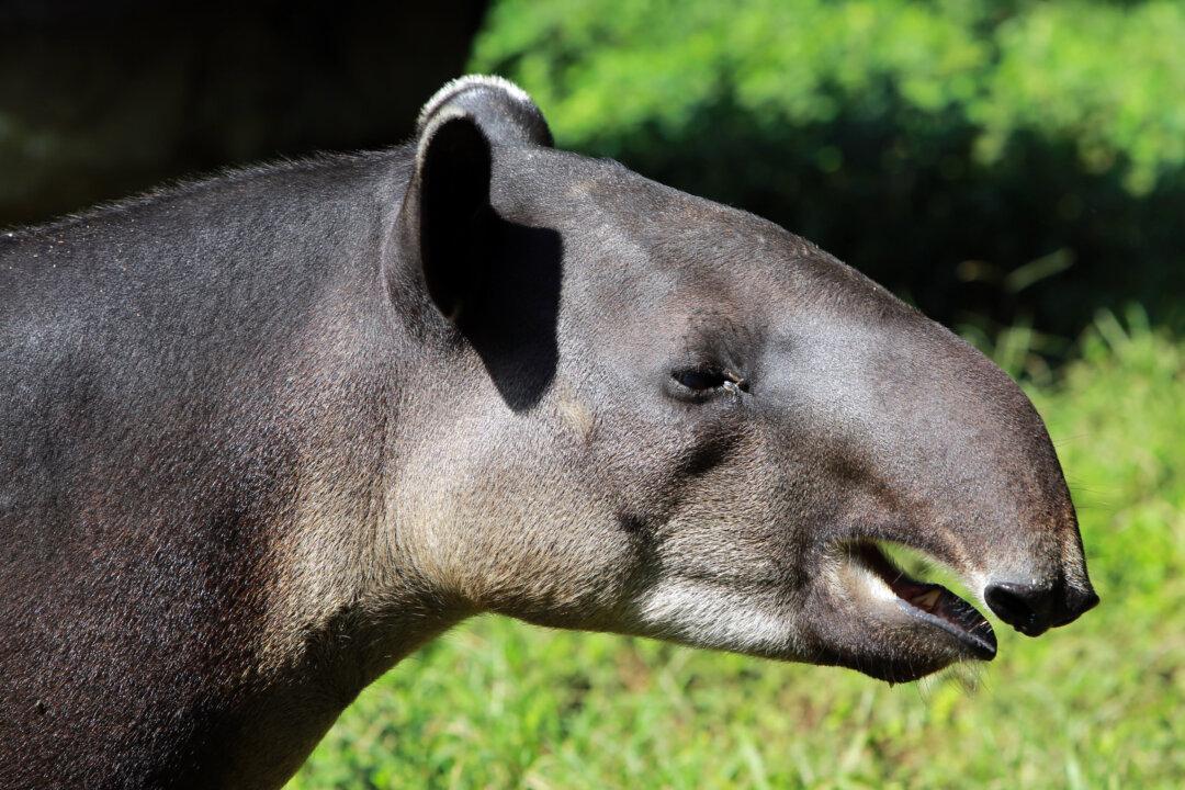 Tapir: 8 Photos of Tapirs Because They Look Awesome