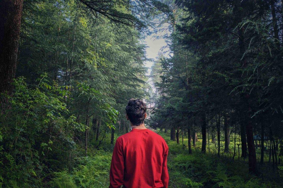 Pilot Crashes, Sees Own Body Hanging in Trees: Near-Death Experience