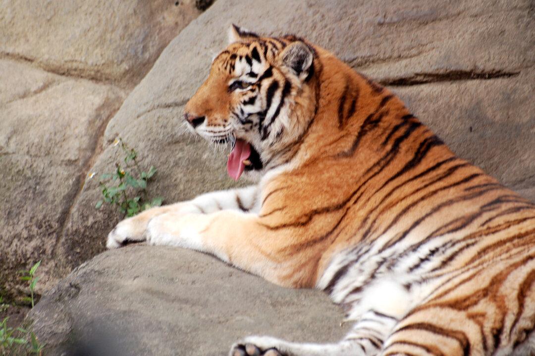 Story From Ancient China: Father of Chinese Painting, ‘Leader of Tigers’