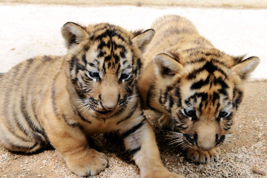 A Holiday Wish: More Wild Tigers
