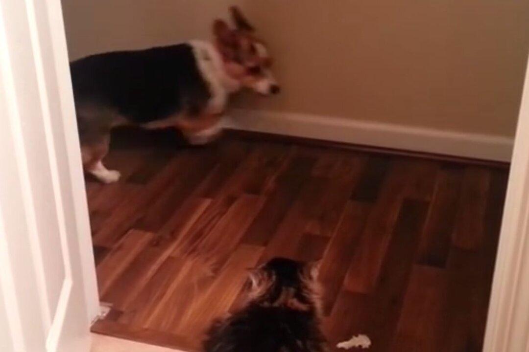 ‘You Shall Not Pass, Dog’: Video of Dogs Scared of Cats Goes Viral