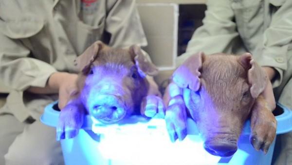 Chinese Scientists Make Glow-in-the-Dark Pigs