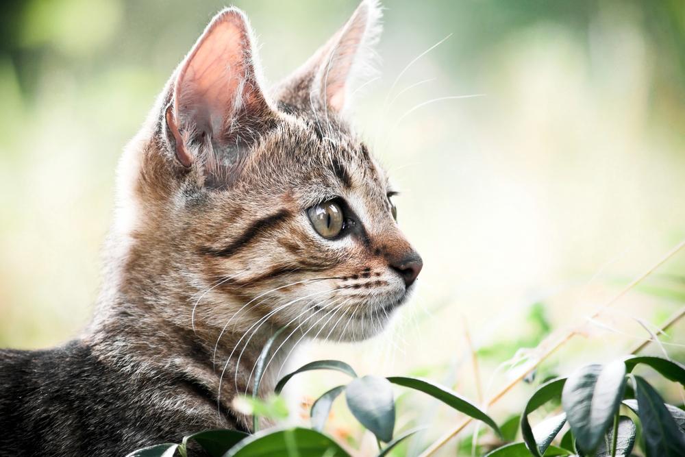 Earliest Evidence of Cat Domestication Found in China