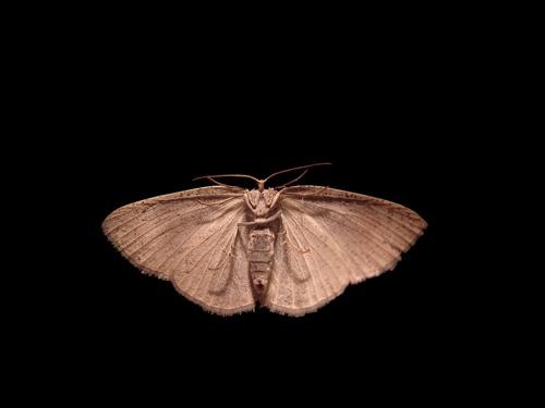 History’s Creatures: Sighting the Mothman